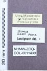 Etiketten zu Dima assoi (NHMW-ZOO-COL-0011430)